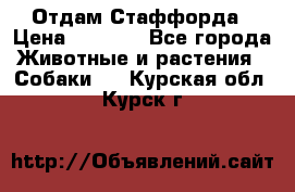 Отдам Стаффорда › Цена ­ 2 000 - Все города Животные и растения » Собаки   . Курская обл.,Курск г.